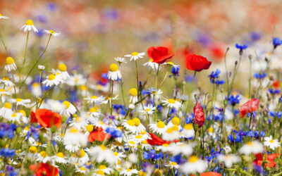 Jeugd en Jongeren leggen bloemen op 4 mei.